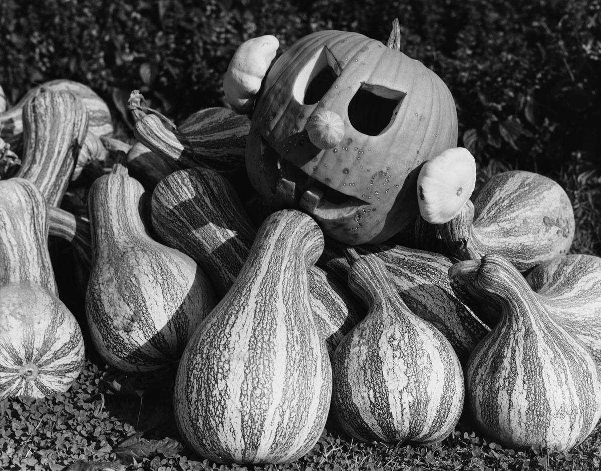 A jack-o'-lantern surrounded by gourds outside