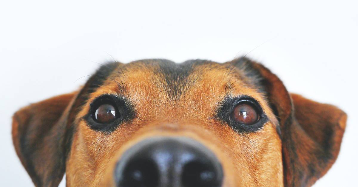A close-up of a black and brown dog from the nose up.