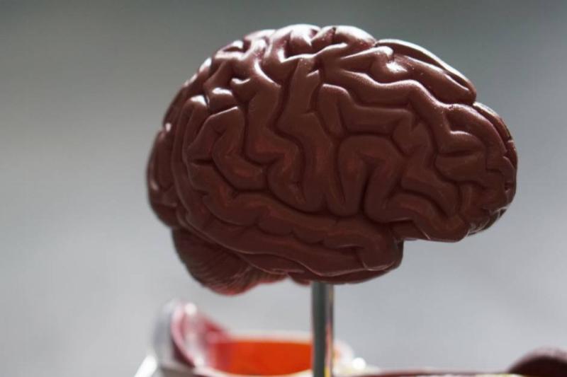 A plastic statue of a human brain.