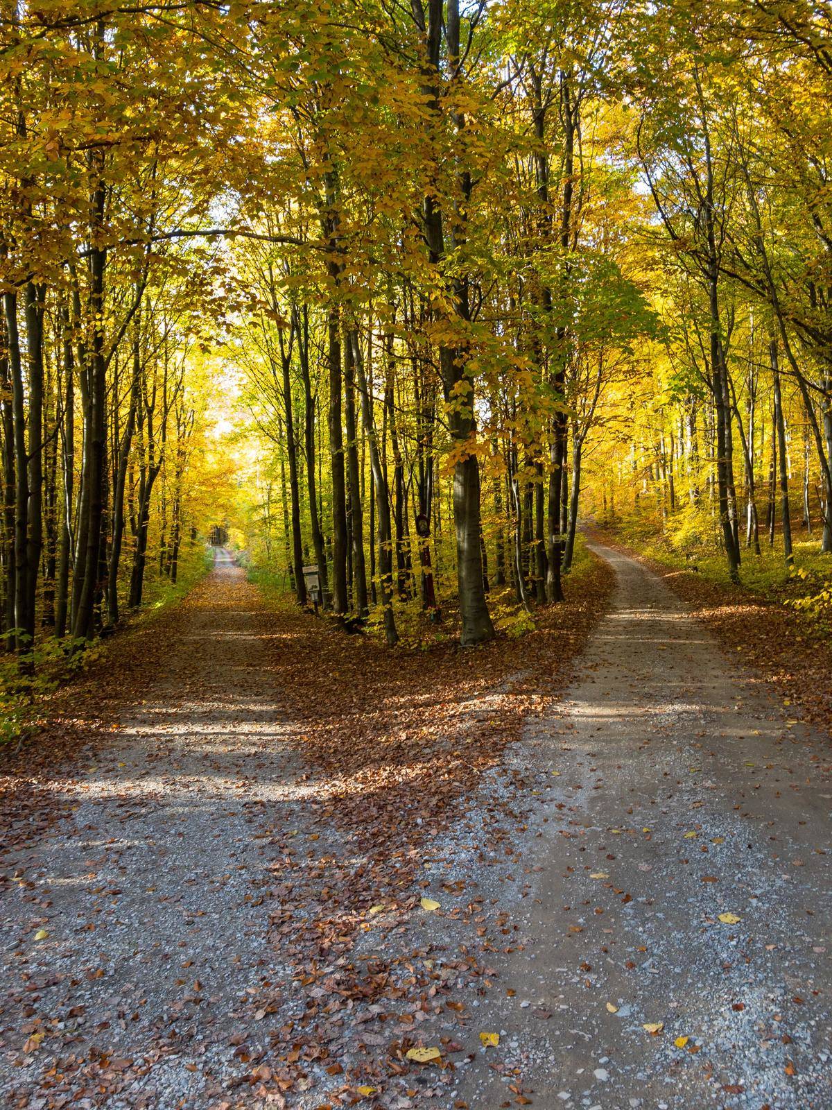 two paths options in a forest