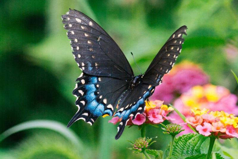 A black and blue butterfly sitting on a pink flower.