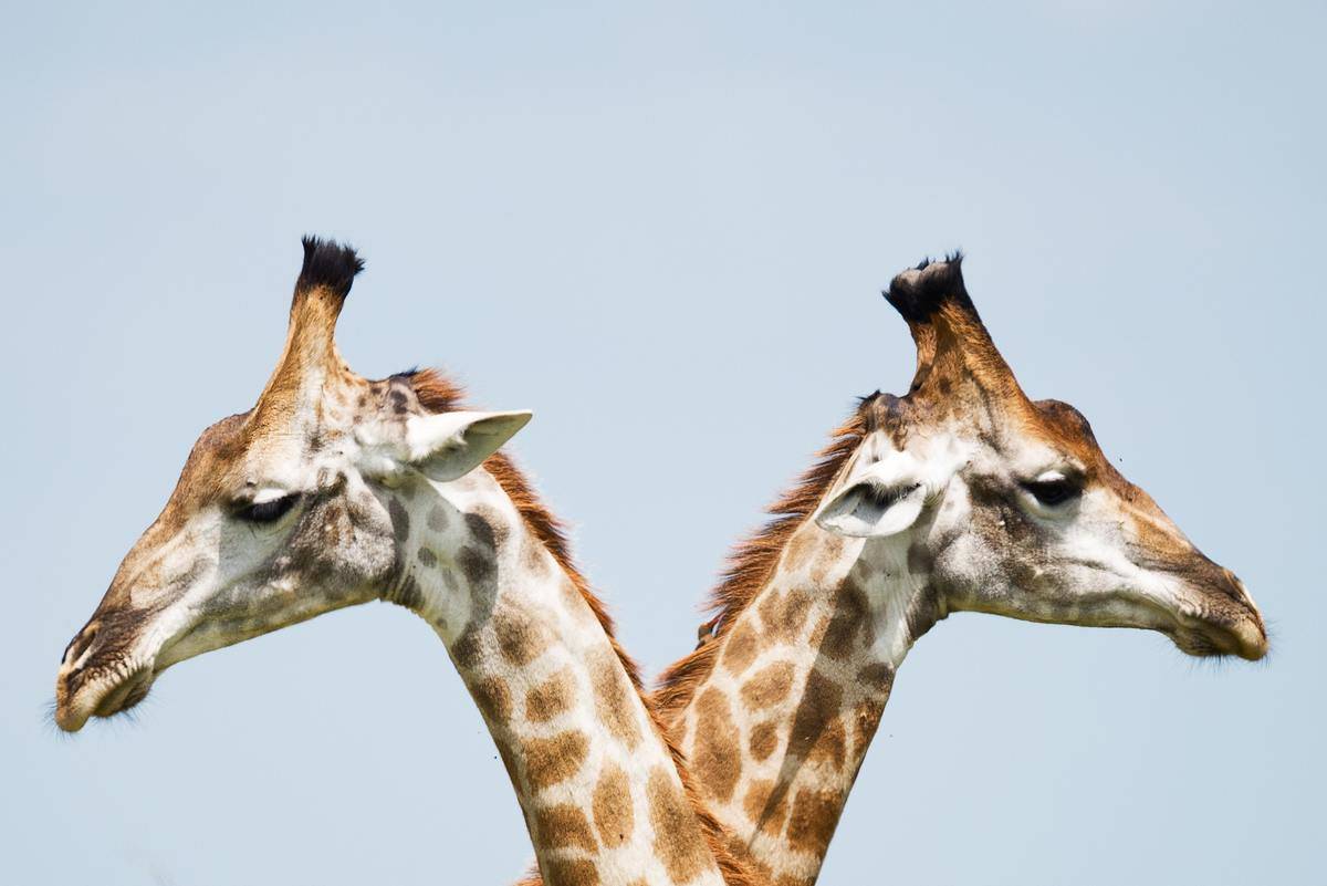 Two giraffes facing opposite ways.