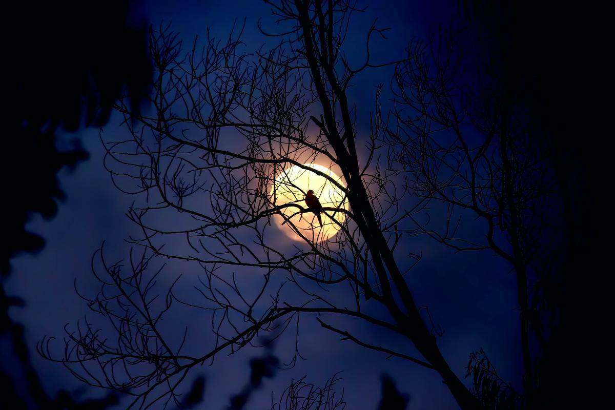 A full moon shining behind a tree with bare branches. A crow sitting on the tree.
