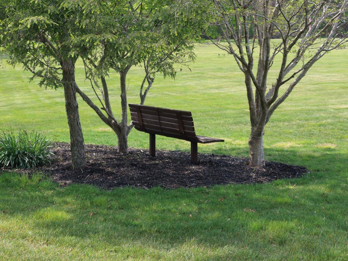 An empty park bench underneath trees.