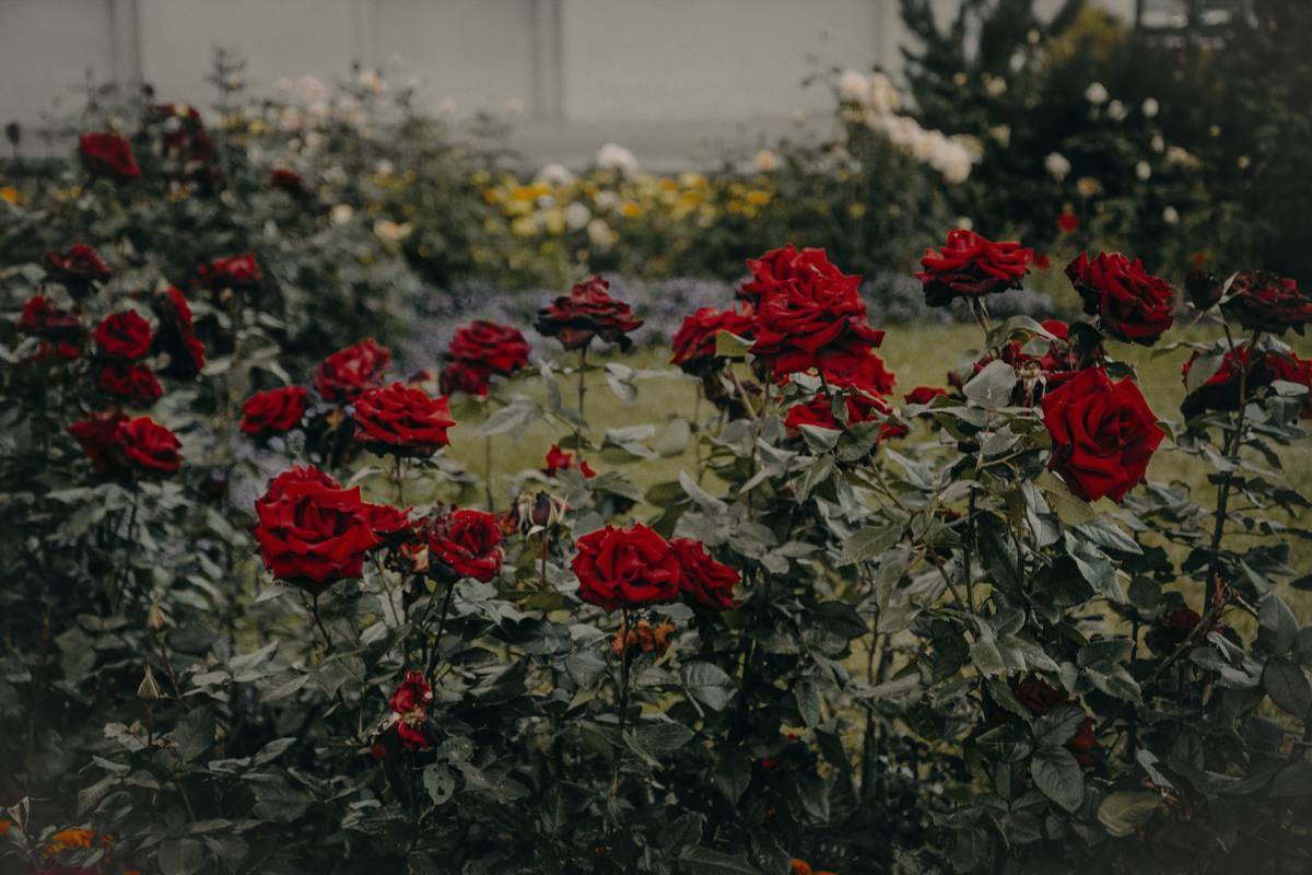 A dark image of a rose bush filled with blossoming red roses.