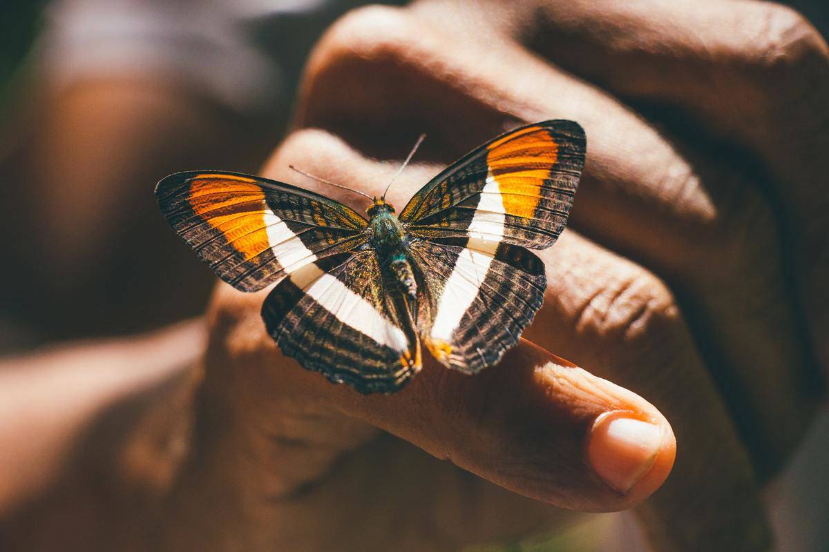 hand holding butterfly on its fingers