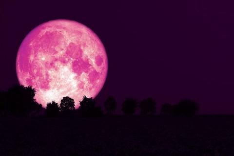 pink strawberry moon over dark trees silhouette