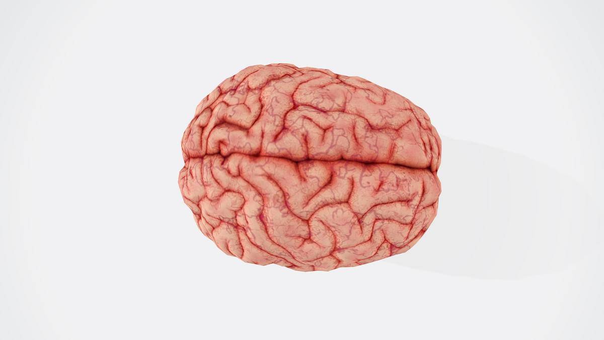 The human brain displayed on a white background,