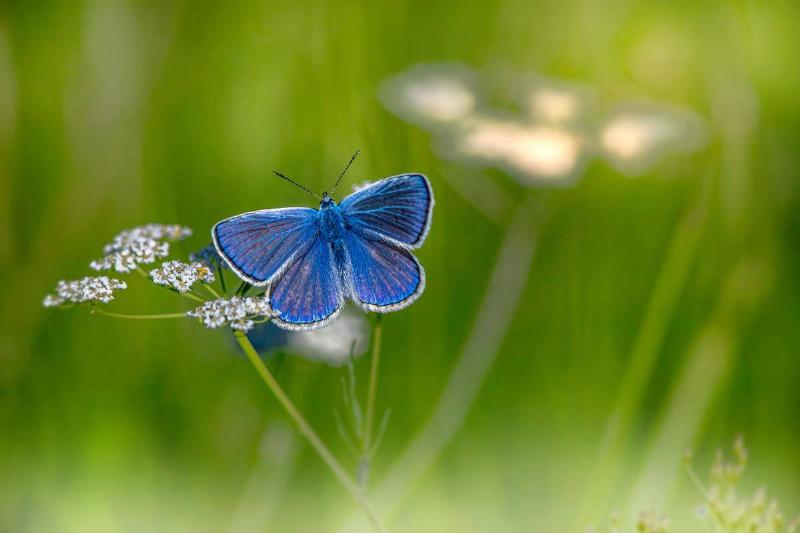 A blue butterfly resting on baby's breath flowers.