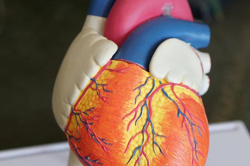 plastic heart organ