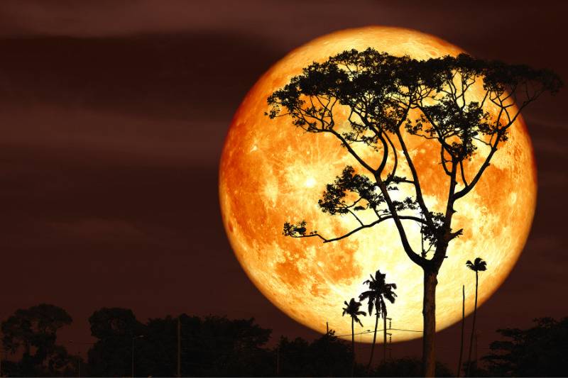 orange full moon behind silhouette of tall tree in red sky