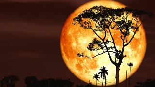 orange full moon behind silhouette of tall tree in red sky