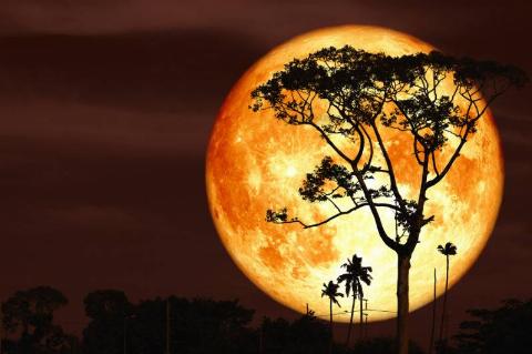 orange full moon behind silhouette of tall tree in red sky