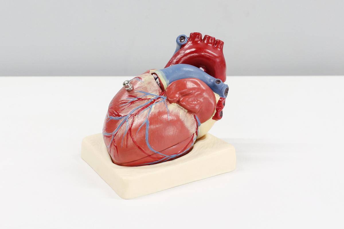 A plastic model of the human heart.