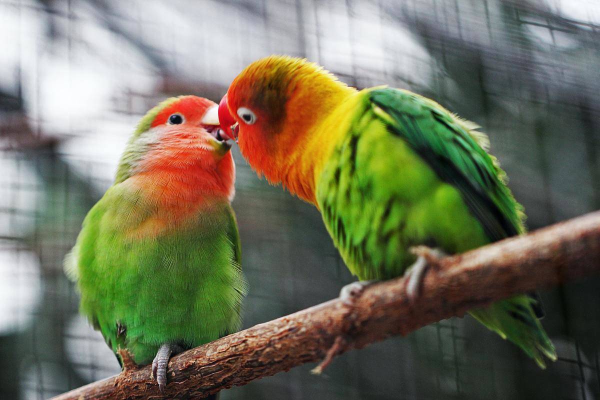 Two parrots sitting on a wooden stick, kissing.