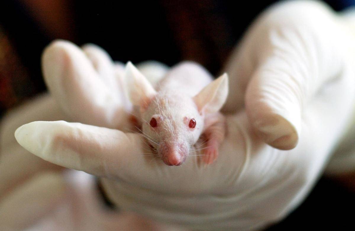 A hand in white latex gloves holding a hairless rat.