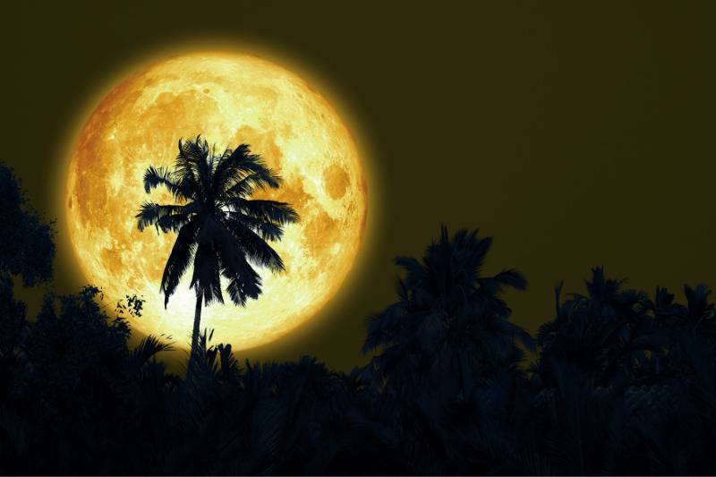 full yellow moon behind palm tree silhouette