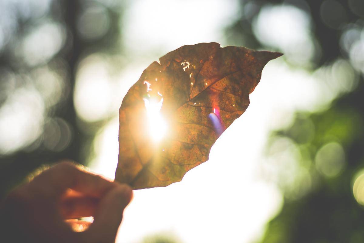 person-holding-brown-leaf- facing sunshine