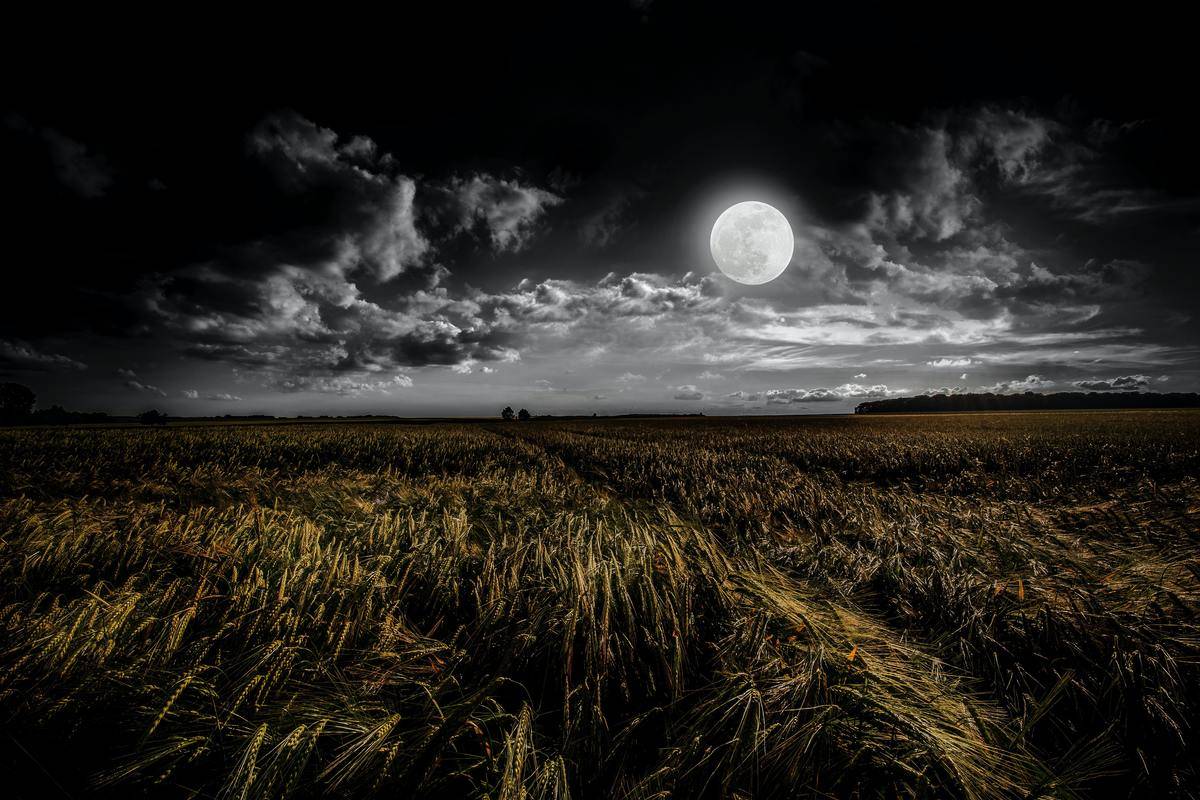 Full Moon shining on a Field
