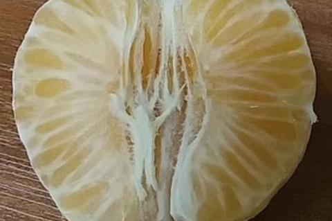 Jesus figure on clementine