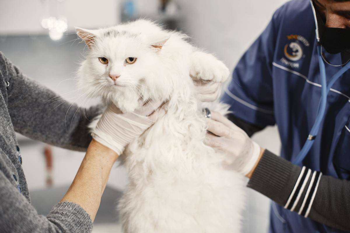 cat-at-the-veterinarian- being held by doctors