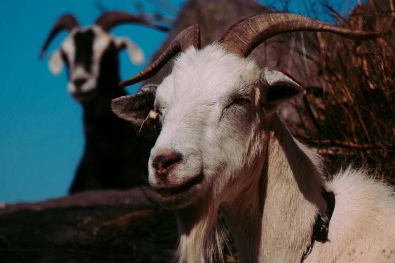 A white goat with horns, another goat in the background.