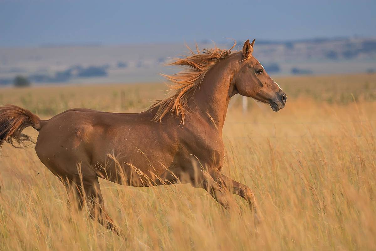 A brown horse running among tall grass.