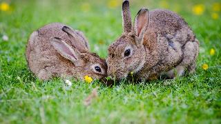Two rabbits eating grass with their faces close together.