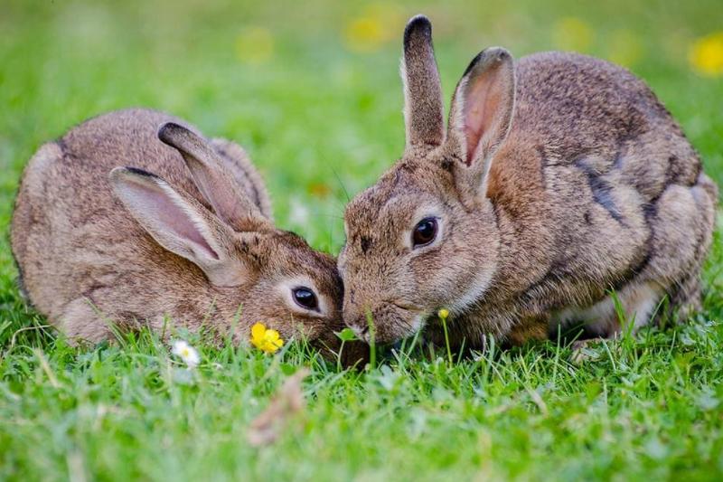 Two rabbits eating grass with their faces close together.