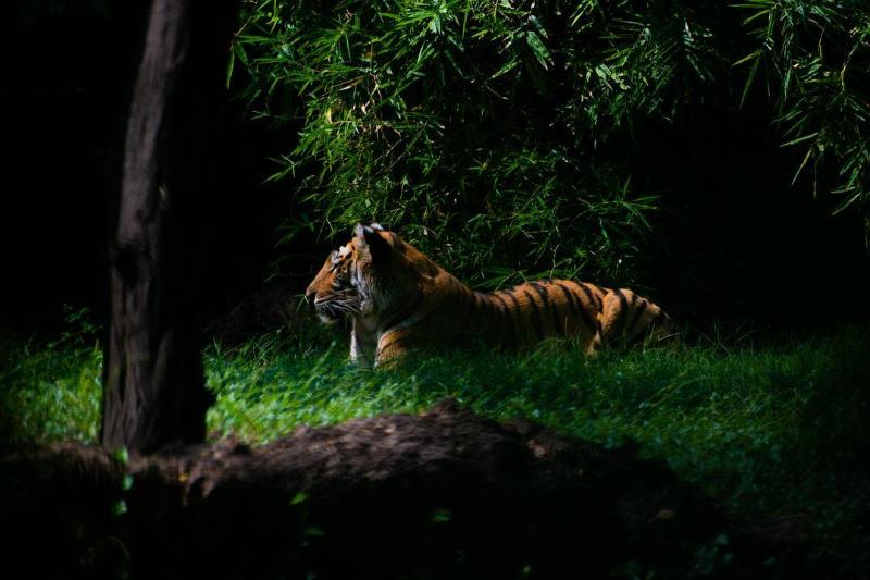 A tiger laying in the grass among the shadows of trees. 