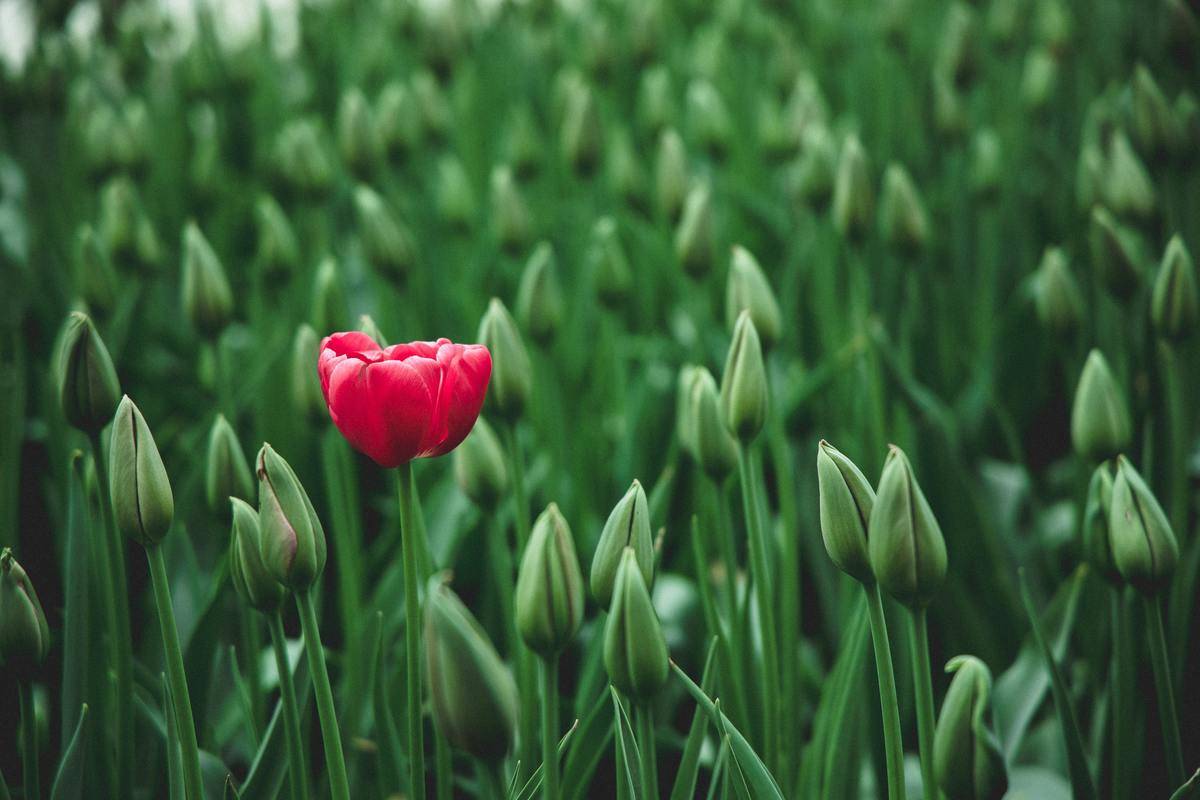 A blooming, pink tulip among a field of closed, green ones.