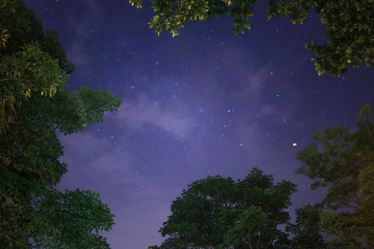 The night sky as seen through some trees.