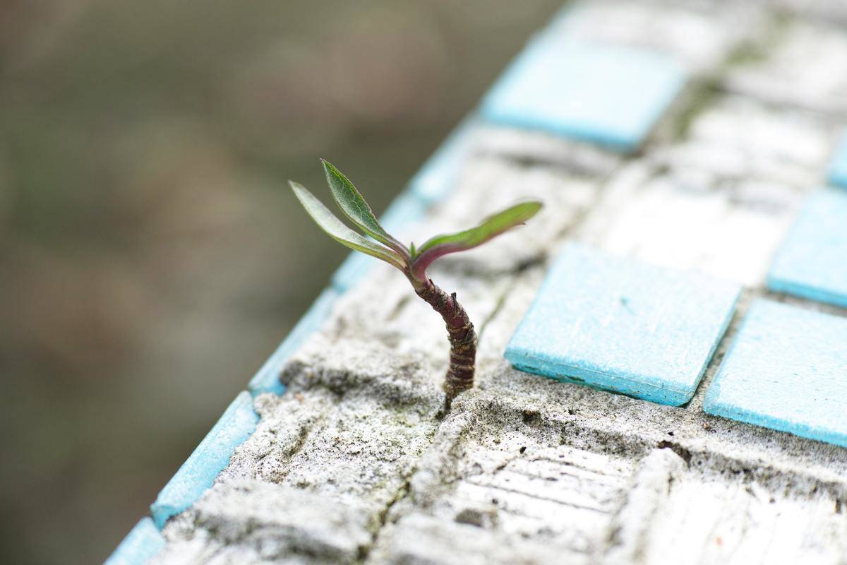 plant growing from the ground through the cracks