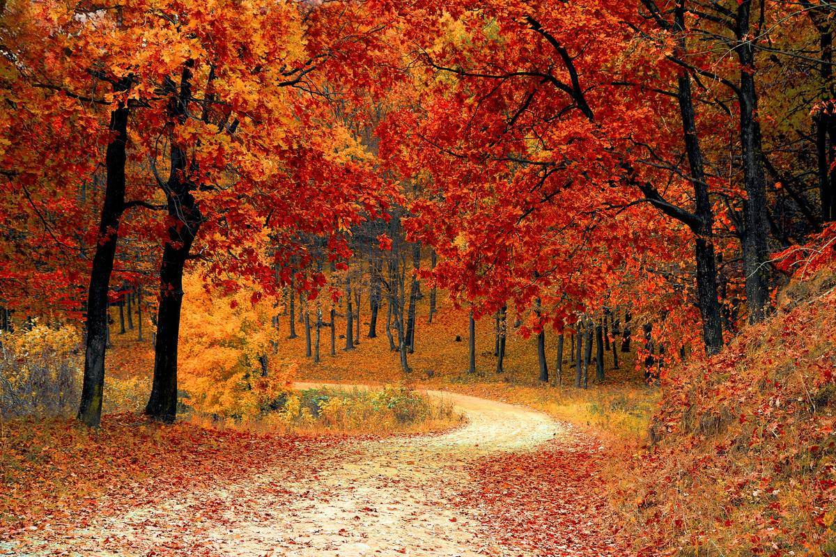 A path surrounded by bright autumn trees.
