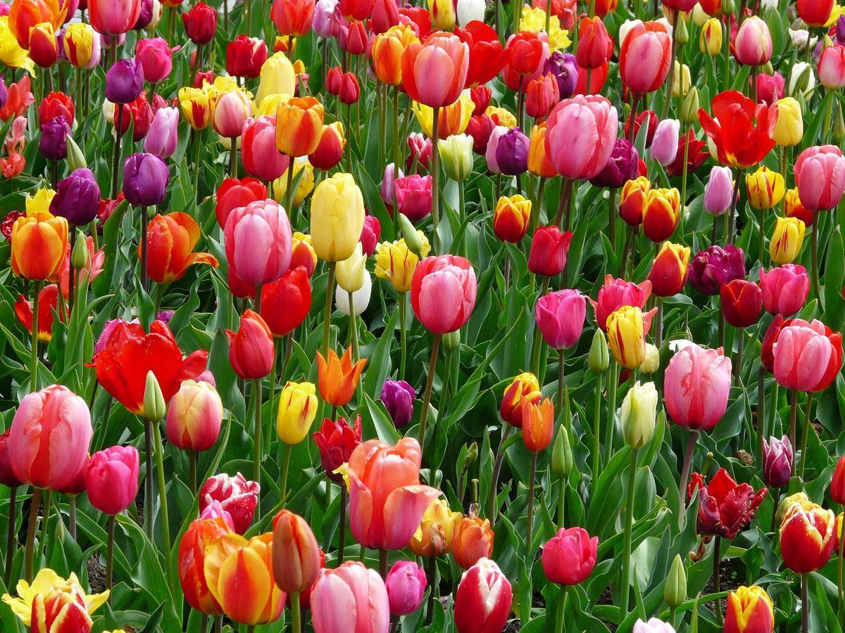 A collection of brightly colored blooming tulips.