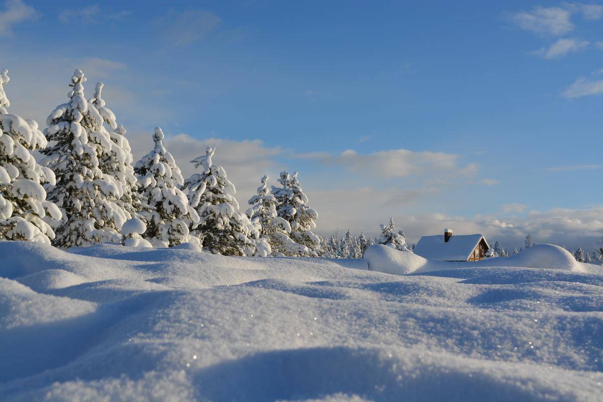 A winter scene, snow covering trees and a cabin in the distance.