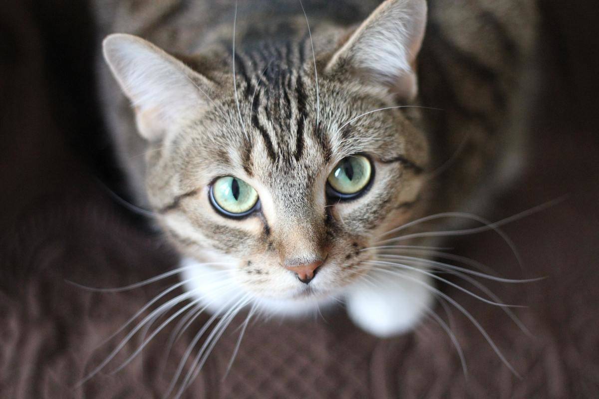 A grey tabby cat looking upwards at the camera.