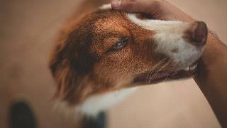 Someone petting their brown and white dog, who's turning its head into their pets.