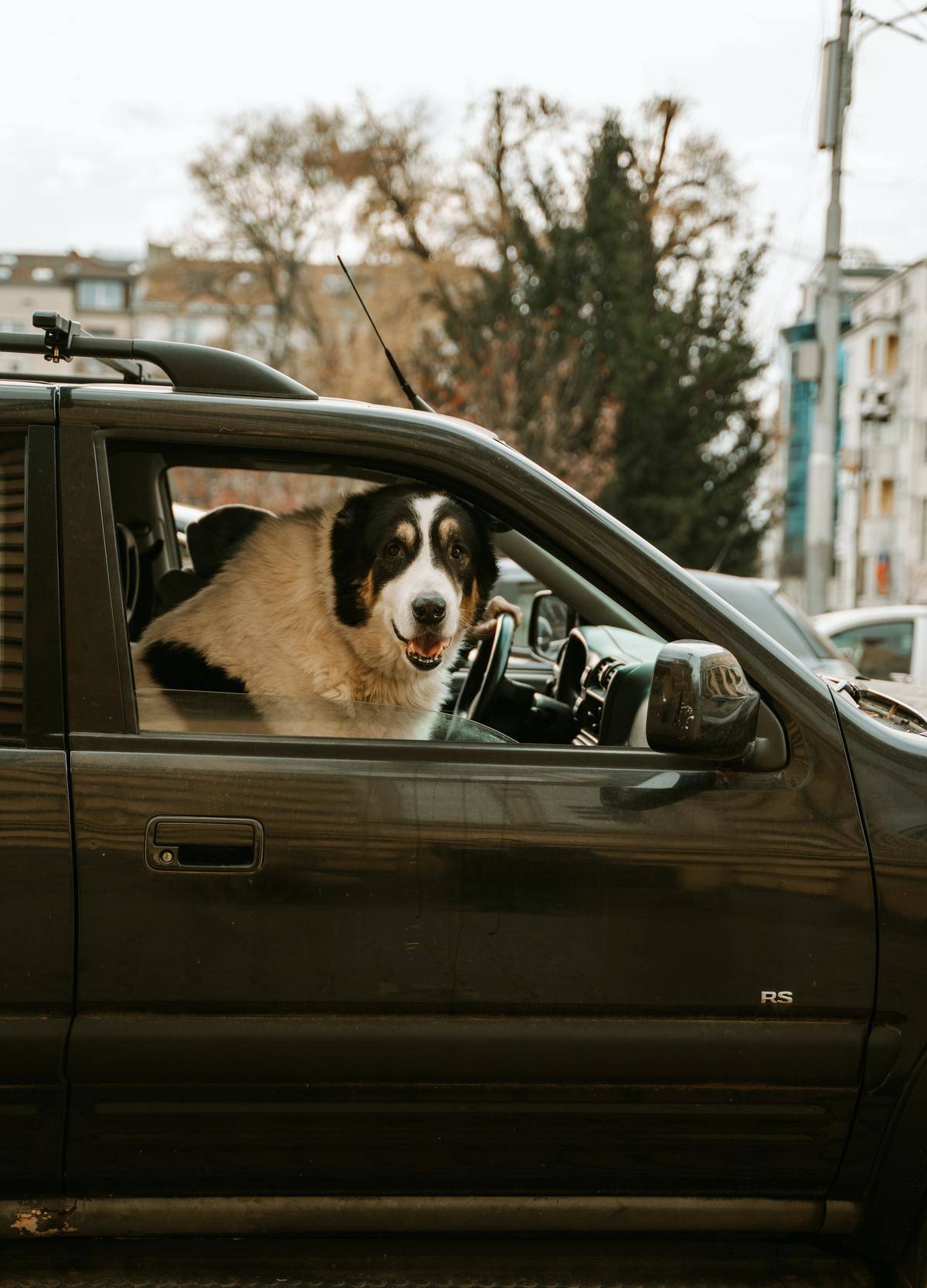 A large dog in the passenger seat of a van, looking out the open window.