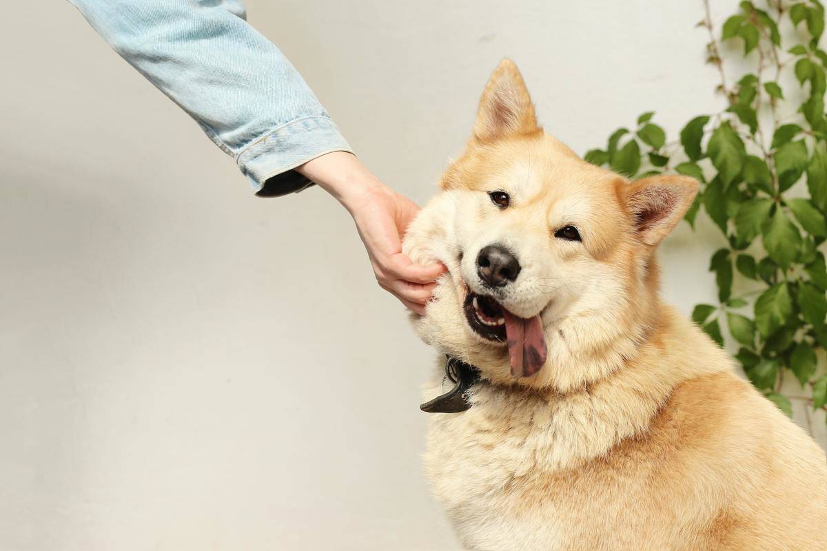 Someone reaching down to pet a large, light brown dog's jaw.