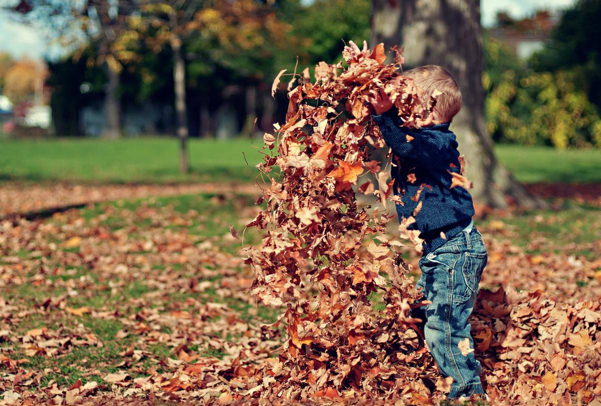 A young boy playing in autumn leaves, throwing them up in the air.