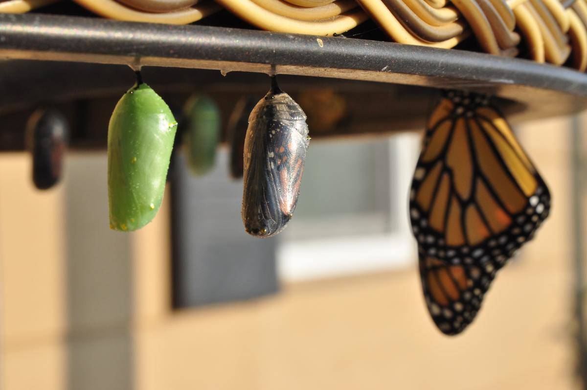 Two cocoons and a butterfly hanging from a frame, showing the stages of a butterfly emerging.