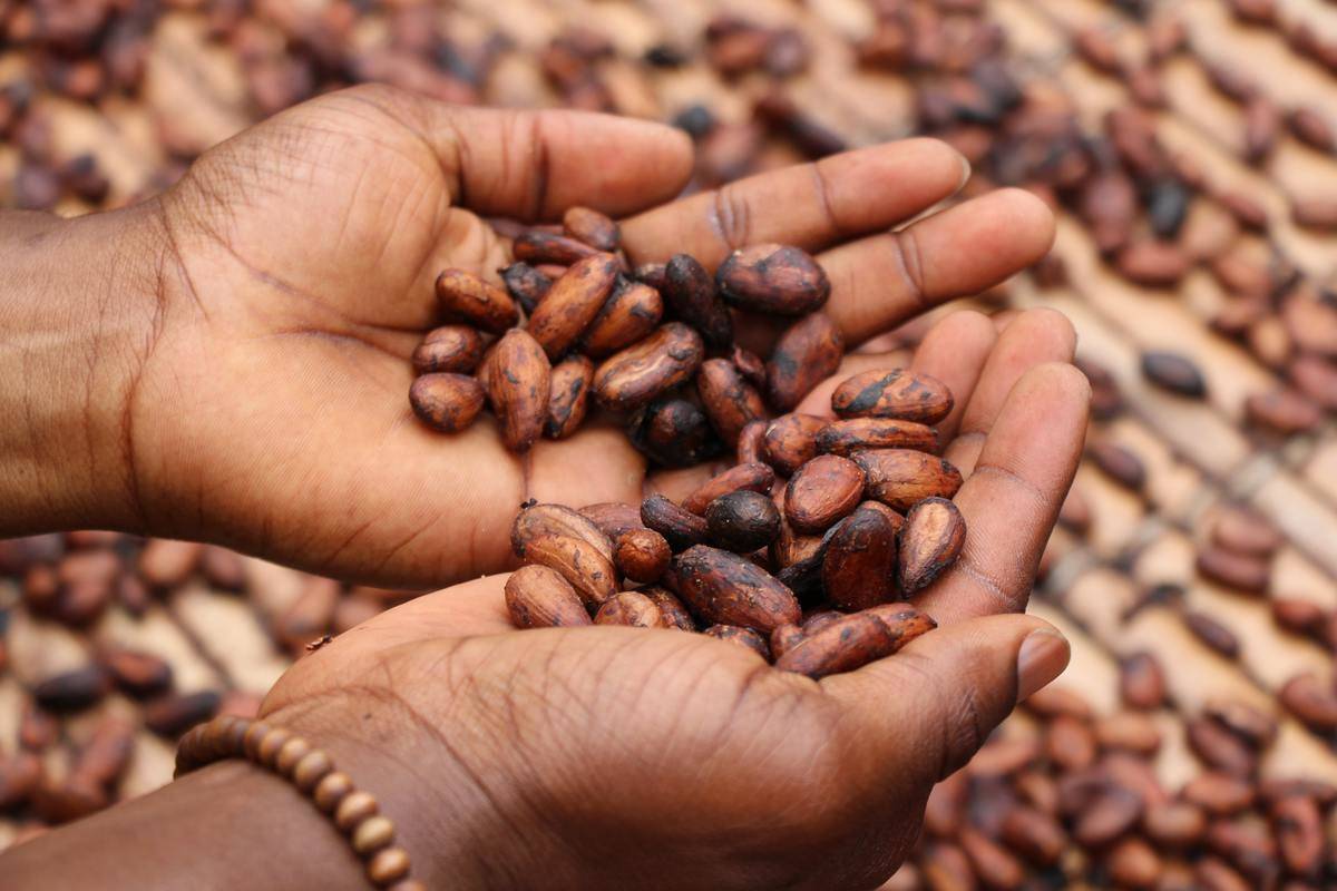 Two hands cradling handfuls of cocoa beans.