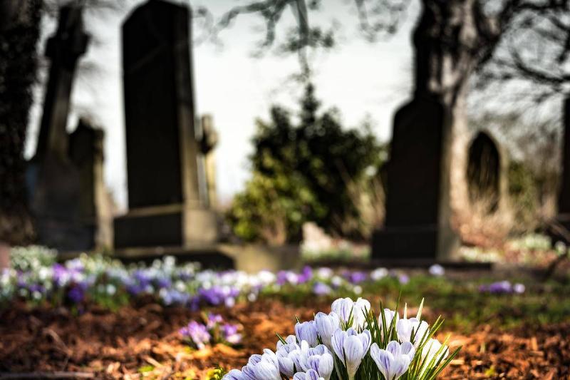 purple-crocus-in-bloom-during-daytime in cemetery