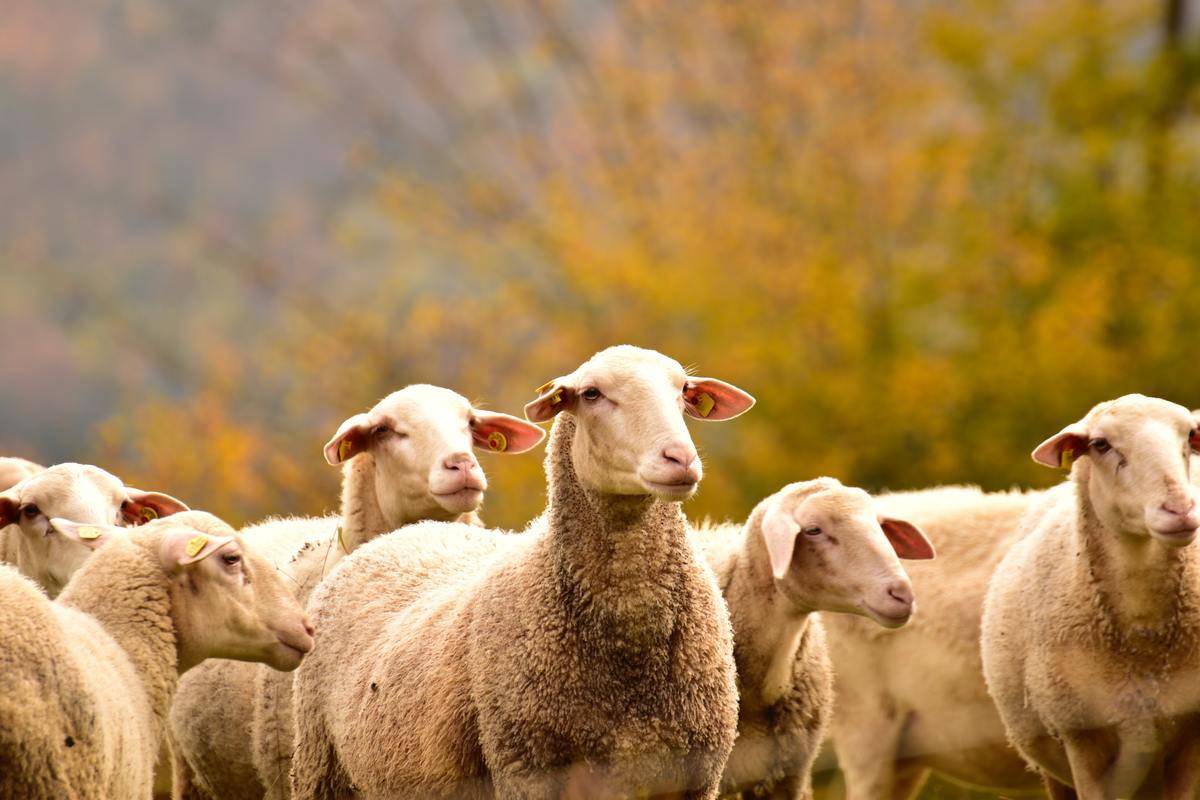 A group of sheep standing and looking off to the right.