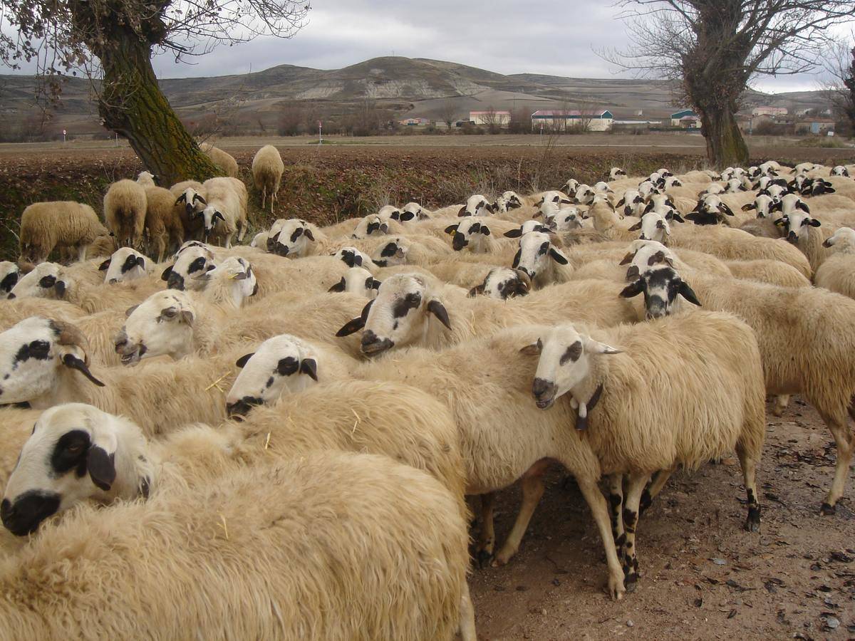 A herd of sheep walking towards the left.