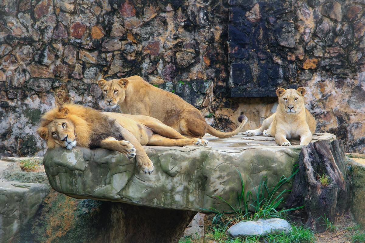 Three lions resting on a rock in a zoo enclosure.