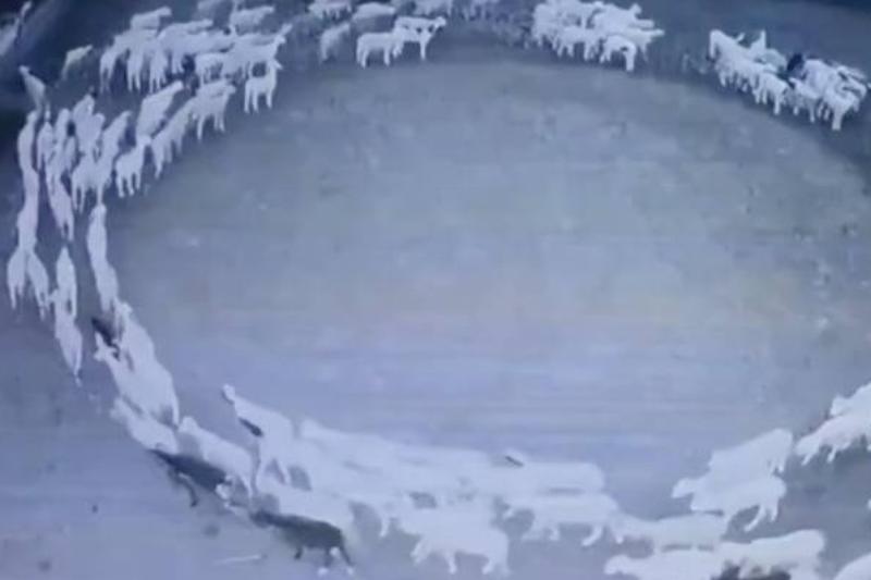 A still from the video of the sheep pacing in circles.