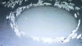 A still from the video of the sheep pacing in circles.