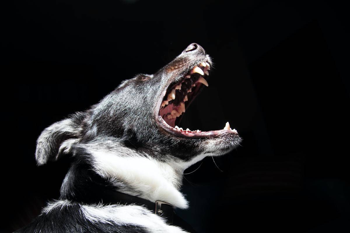 A dog against a black background, mouth open in a bard.